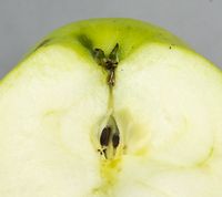 Greencats æble